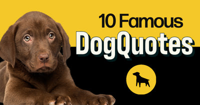 10 Famous Dog Quotes | The Quote Dog