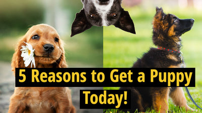 Five Reasons to Get a Puppy Today! | The Quote Dog